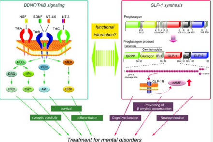 BDNF signaling and GLP-1 function for treatment of mental disorders. Left; BDNF/TrkB signaling in CNS neurons. Nerve growth factor (NGF) and neurotrophin-3 (NT-3) activate TrkA and TrkC, respectively. BDNF and neurtrophin-4/5 (NT4/5) stimulate TrkB. The stimulated TrkB receptor triggers activation of phospholipase C? (PLC?), phosphoinositide 3-kinase (PI3K), and mitogen-activated/extracellularregulated kinase (MEK) intracellular signaling pathways. Diacylglycerol (DAG)-protein kinase C (PKC) and inositol trisphosphate (IP3)-Ca2+ are downstream of PLC?  signaling to regulate synaptic plasticity. Akt and extracellular signal-regulated kinase (ERK) are downstream of PI3K and MEK, respectively, which are involved in cell  survival and differentiation. For details, please see [4]. Right; GLP-1 synthesis from proglucagon. K (lysine) and R (arginine) indicate the position of cleavage site by  prohormone convertase. Proglucagon products in intestinal L-cells and brain are composed of glicentin (GRPP; glicentin-related pancreatic polypeptide, glucagon, and  IP-1; intervening peptide-1), GLP-1, intervening peptide-2 (IP-2), and glucagon-like peptide-2 (GLP-2) (We referred to the description by [52]). The DPP-4 cleavage site in  GLP-1 is located in the N-terminal of alanine at position 2. It is well known that GLP-1 has important physiological roles including insulin secretion and appetite regulation.  In CNS neurons, it has been shown that GLP-1 increases cAMP via the GLP-1 receptor, which is involved in cognitive function, preventing ?-amyloid accumulation, and  neuroprotection. It is possible that BDNF signaling, GLP-1 function, and interaction between both systems are promising targets to treat for mental disorders