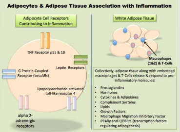 Factors of Adipocytes and White Adipose Tissue Contributing to Chronic Low-Grade Inflammation. As shown in the schematic, adipose  tissue is a dynamic endocrine based organ intimately tied to chronic, low-grade inflammation as the excess dietary energy is stored within the  cells. It is well understood that many biological and environmental factors can induce an inflammatory response within an adipocyte, which can in  turn initiate an immune based inflammatory response through release of cytokine and hormone cascades. Additionally however, researchers now  understand that the gut microbiota have propensity to influence the storage and release of energy within adipose and ultimate development of  overweight or obesity through a condition known as gut microbiome dysbiosis.