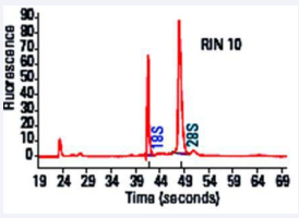 RIN number 10 indicating intact RNA.
