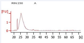 Sample A: DynaGraft-D, No RNA.
