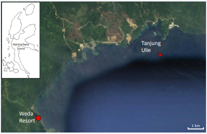 Figure 1 The northern end of Weda Bay (Halmahera inset). The location of the rolling observed in COTS near Tanjung Ulie is indicated by a cross  and located at 0° 27’ 36.73” N, 127° 58’ 32.02” E. (Google Maps