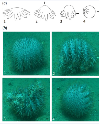 Figure 2 Rolling motion in A. cf. solaris (a) Illustration of the initiation of rolling in A. cf. solaris: (a1) the normal flat morphology. (a2) the tube feet  on all arms walk in the direction of the mouth, resulting in the body rising. (a3) the body forms a pronounced hump supported by the distal ends of  the arms curling outwards, and when the arms are vertical, the downslope arms are tucked under the body. (a4) the body tumbles in the direction  of the tucked arms and begins to roll. (b1-4) Sequential stills from the video of the rolling of A. cf. solaris taken at quarter-turn intervals; the video  can be viewed at: https://stock.adobe.com/uk/search/video?serie_id=324635868&asset_id=324635868.