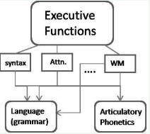 Framework depicting the implementation of a speech production  command. While grammatical and articulatory phonetic representations exist in  separate circuits, they both are controlled by frontal executive function circuitry  encompassing abilities such as working memory (WM), attention (Attn.) and  syntax/grammar