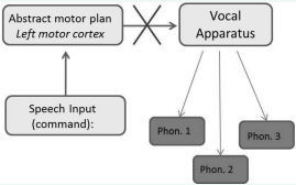 Framework depicting the implementation of a speech production  command. For example, a speaker may intend to say the word “bed” (phonetic  gesture 1 = “b”, 2 = “e”, and 3 = “d”). In apraxia of speech, the formulation of the  command occurs through speech production circuits. However, the destruction  or developmental malformation of neural connections from the motor cortex to  the speech production apparatus yields disrupted articulation or the absence of  articulation in more severe cases