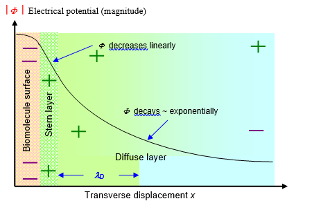 Figure 1: Electric double layer schematic representation. The electrical double-layer scheme surrounding a biomolecule surface with potential magnitude ? superposed: a layer of negative charges at the biomolecule surface is surrounded by a positively charged counterion layer. This consists of a thin Stern layer and diffuse layer with characteristic length, ?D  (not to scale).