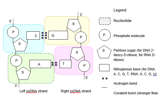 Figure 2: Building blocks of dsDNA schematic representation. Ladder sketch of dsDNA showing the constituents of each nucleotide containing a base, sugar (S), and phosphate (P), and pairing of left and right strands. Not to scale; for twist and writhe angles between molecules in 3D, see text for references.