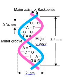 Figure 3: Double helical dsDNA schematic representation. A short fragment of dsDNA as it appears in aqueous solution, double helical B-form.  See text for details.