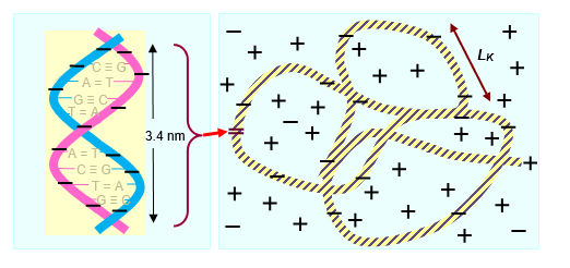 Figure 4: (a) dsDNA and (b) worm like DNA. dsDNA (or DNA) as a negatively charged polyelectrolyte in solution attracts counterions (mostly cations).  These form around the polyelectrolyte to electrostatically screen the charge of the DNA. Worm-like chain model of dsDNA,with close-up inset, in aqueous suspension, showing relatively straight segments of Kuhn length LK. Not to scale. 