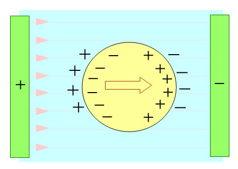 Figure 5: MW polarization for neutral sphere. Maxwell-Wagner (MW) interfacial polarisation of a neutral dielectric body, such as an ideal bio-colloid, in a uniform field.  Charges accumulate at the interface between the dielectric sphere and the aqueous medium.   