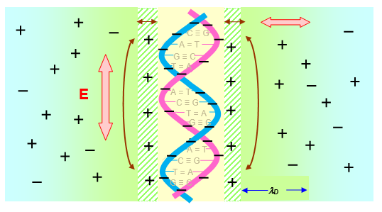 Figure 7: Counterion polarisation on a segment of dsDNA. Counterion polarisation on a short segment of DNA (not to scale): a negatively charged sugar phosphate double helix attracts counterions.  Components of an applied AC electric field (red filled bi-directional arrows) causes counterion movement in the longitudinal direction - along the DNA backbone, and transverse direction (brown bi-directional line arrows).  The counterion movement tends to be within the ‘cylindrical’ condensed layer (green shaded /////). The diffuse layer has characteristic length, , as shown. 