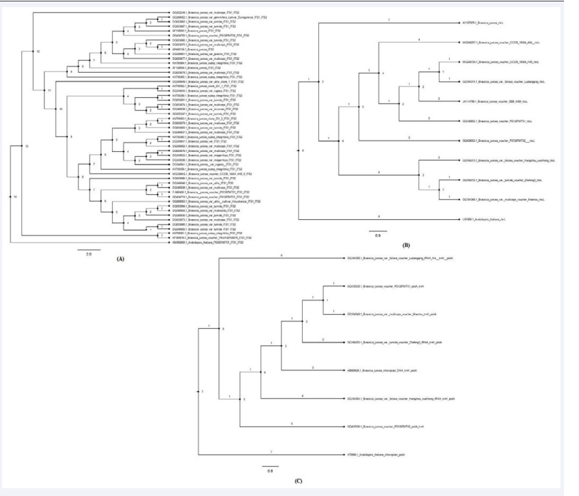 Phylogenetic Tree construction for B.juncea species complexes using ITS I&II (A), rbcL (B) and trnaH-psbA (C) gene markers.