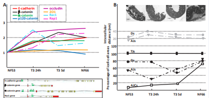 (a) Upper view, representation of X. laevis mRNA expression involved in adherens and desmosome junctions. Values upper to 1.5-fold change respect to those  NF53 are considered both physiologically and statistically significant data. Box shows the putative TREs (green box) found in the T3-responsive genes at 24 hrs. (b) Figure  shows the stomach histology, the distribution of cell-cell junctions and intercellular distances through spontaneous and T3-induced metamorphosis. NF53: Nieuwkoop  and Faber 53larval stage; NF66: Nieuwkoop and Faber 66larval stage; T324h: T3-treated larvae at 24 hs; T35d: T3-treated larvae at 5 days; TJs: tight junctions; AJs:  adherens junctions; Ds: desmosomes; AJCs: apical junctional complexes; TREs: thyroid hormone response elements.