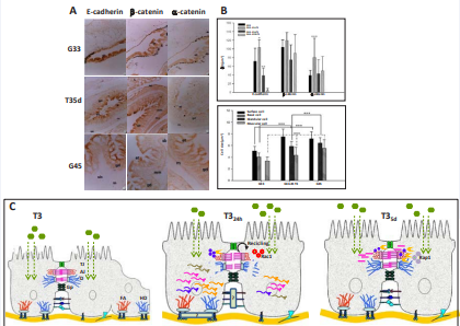 (a) Upper view, representation of X. laevis mRNA expression involved in adherens and desmosome junctions. Values upper to 1.5-fold change respect to those  NF53 are considered both physiologically and statistically significant data. Box shows the putative TREs (green box) found in the T3-responsive genes at 24 hrs. (b) Figure  shows the stomach histology, the distribution of cell-cell junctions and intercellular distances through spontaneous and T3-induced metamorphosis. NF53: Nieuwkoop  and Faber 53larval stage; NF66: Nieuwkoop and Faber 66larval stage; T324h: T3-treated larvae at 24 hs; T35d: T3-treated larvae at 5 days; TJs: tight junctions; AJs:  adherens junctions; Ds: desmosomes; AJCs: apical junctional complexes; TREs: thyroid hormone response elements