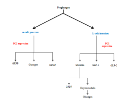 Proglucagon processing in specific tissues