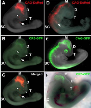  CR5 directs mesencephalon-specific GFP expression in  developing chick CNS. Expression of GFP was examined in the developing  brain of E3-E4 embryos after in ovo electroporation at E2 (i.e., HH stage10-12).  The control CAG-DsRed+ cells (A and D) and CAG-GFP+ cells (E) were found in  the eye, telencephalon, diencephalon, mesencephalon, spinal cord of the CNS  and also in the non-CNS tissues, e.g., skin (arrowheads) and heart (arrow).  Expression of CR5-GFP was restricted in the mesencephalon (B, C and F).  T, telencephalon; D, diencephalon; M, mesencephalon; SC, spinal cord.