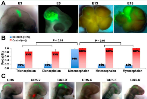 CR5 and its subregions direct GFP expression at various stages during chick embryonic development. (A) GFP expression mediated by CR5 in chick  developing brain at E3, E6, E13, and E18 after in ovo electroporation at E2 (HH stage 10-12).  (B) Quantification shows that CR5 directs GFP expression predominantly in the mesencephalon (For each stage, n ? 4. p < 0.01).  (C) GFP expression derived by CR5 subregions (CR5.2-CR5.6) in chick developing brain at E3 after in ovo electroporation at E2 (HH stage 10-12). The number of samples  with reporter GFP expression in various developing subregions of the CNS is listed in Tables 3 and 4.