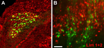 CR5-GFP+ cells in late chick embryos contain various neuronal types. Transverse sections of optic tectum (mesencephalon) from E18 (A) and E13 (B)  embryos after in ovo electroporation at E2. CR5-GFP+ cells were co-labeled with Evx1 (A) and Lim1+2 (B). Scale bar = 50?m