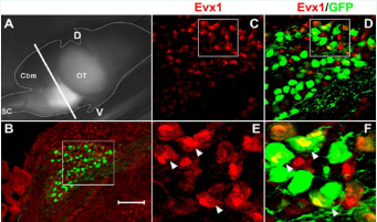  CR5-GFP+ cells co-labeled with a neuronal marker Evx1. (A) Side view of transfected E18 brain sample in grey scale. (B) Transverse section as indicated  by the white bar in grey scale. (C-F) Confocal images of stained tissue sections. Brain region of white box inset of (B) is shown in (C-D). Brain region in white boxes inset  of (C-D) are shown in (E-F). Evx1 antibody staining co-localization with GFP+ cells is indicated by white arrowheads. SC, spinal cord, Cbm, cerebellum, OT, optic tectum,  D, dorsal, V, ventral. Scale bar = 50 ?m.