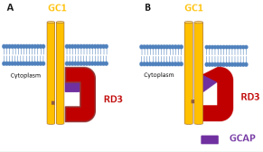  RD3 regulates GC1 in either of the following possible mechanisms:  (A) the RD3-GC1 second binding site (see the text) competes with one or a  combination of the GC1-GCAP1 binding site [26], and consequently negatively  regulates the GC1 by preventing binding of GCAP1 to GC1. The major RD3- GC1 binding sites (amino acid 1055-1068) [13] regulate the targeting of GC1  to photoreceptor outer segment; or (B) RD3 interacts with GCAP1 and causes  conformational changes in this protein; therefore, GCAP1 cannot activate GC1.  In this model, the RD3-GC1 main binding site (amino acid 1055-1068) regulates  the targeting of GC1 to outer