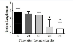 Time course of healing, observed by the reduction of the  macroscopic incision extension