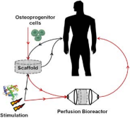 The bone tissue engineering central paradigm
