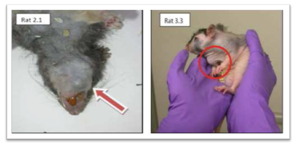  Six rats presented tumors on the test sides at W6 and W8 after PdSCs’ implantation (in this figure, only 2 rats are demonstrated).