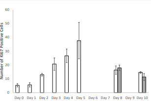 The number of Ki67 positive cells in the epidermis  decreases despite continued topical application of IMQ in  BALB/c mouse. IMQ application during the first 5 days increases the  number of proliferating cells in the epidermis. Continued application  beyond day 5 does not sustain the number of proliferating cells in the  epidermis. Using Figures 1C and 2C, three separate areas of equal size  across the epidermis were gated and Ki67 positive cells were counted  and averaged as shown above with error bars representing standard  deviations. Empty bars represent daily application and gray bars  represent alternate day application