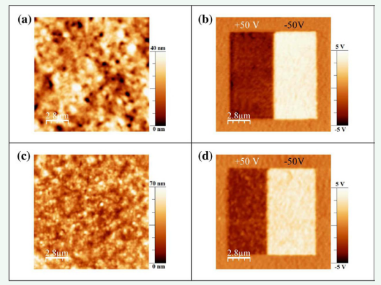 Figure 3 AFM Topography (a and c) and PFM image (b and d) for P(VDF-TrFE) (a and b) and (c and d) P(VDF-TrFE)-graphene oxide films.