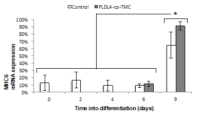 Figure 6: Transcription levels of MHC6 in corresponding differentiating cells were quantified using quantitative PCR analysis. Expression levels were first normalized to ?-actin, then normalized to the expression levels on day 0 of mESC (Control) and finally presented as a percentage of the highest transcriptional expression for MHC6. Error bars represent the mean of 5 independent experiments ± SD of mRNA expression. *P< 0.05.