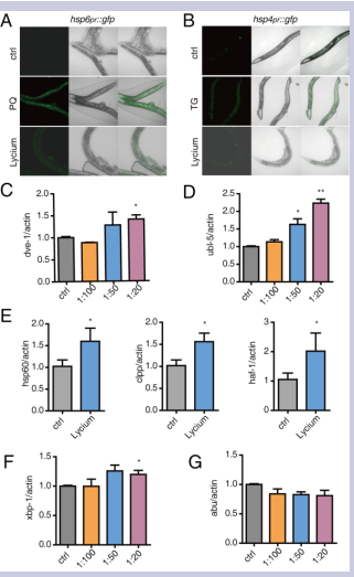 Figure 2. Lycium extracts induce UPRmt- and UPRER-related gene expression in  CL2006 strain. (A, B) hsp6pr::gfp and hsp4pr::gfp transgenic strains were used to  evaluate the effect of Lycium on UPRmt and UPRER, with PQ or TG as a positive control,  respectively. (C, D) The effect of different dosages of Lycium on the expression  ofdve-1 and ubl-5 in CL2006 was detected by qRT-PCR. (E) Expression of hsp60, clpp  and haf-1 in CL2006 worms treated with Lycium extracts (1:50) was also detected  by qRT-PCR. (F, G) The effect of different dosages of Lycium on the expression of xbp1and abu-1 in CL2006 was detected by qRT-PCR. Error bars represent means ± SEMs  (*P<0.05, **P<0.01, ***P<0.001).