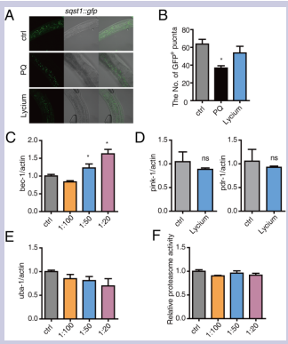 Figure 3. Lycium extracts up-regulate autophagy-related genes but have no  effect on proteasome activity in CL2006 strain. (A) The sqst-1::gfp transgenic  strain was used to evaluate the effect of Lycium on autophagy, with PQ as a positive  control. (B) The number of the GFP+ puncta was counted to estimate the sqst-1  expression level. (C) The effect of different dosages of Lycium on the expression  ofbec-1 in CL2006 was detected by qRT-PCR. (D) The expression of pink-1 and pdr-1  in CL2006 treated with or without Lycium was detected by qRT-PCR. (E) The effect  of different dosages of Lycium on the expression ofuba-1 in CL2006 was detected  by qRT-PCR. (F) The proteasome activity in CL2006 treated with different dosages  of Lycium was measured using a fluorogenic peptidesubstrate assay. Error bars  represent means ± SEMs (*P<0.05, **P<0.01, ***P<0.001).
