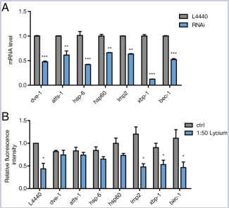 Figure 4. Lycium extracts reduce A? aggregation through UPRmt. (A) The  knockdown efficiency for each gene was checked by qRT-PCR. (B) A? aggregation  levels were assessed in the conditions where UPRmt-, UPRER- and autophagy-related  gene were knocked down by RNAi. Error bars represent means ± SEMs (*P<0.05,  **P<0.01, ***P<0.001).