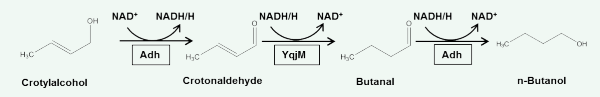 Non-natural enzyme cascade for conversion of crotylalcohol to n-butanol. Adh: commercial horse liver alcohol dehydrogenase, YqjM: recombinant  2-enoate reductase from B. subtilis.