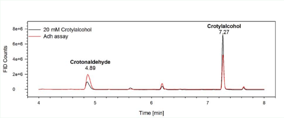 Reactivity of horse liver Adh towards crotylalcohol via GC-FID measurements: Adh assay with crotylalcohol as substrate (in red) and 20 mM crotylalcohol  as control (black); The assay was conducted in 50 mM Hepes buffer (pH 7), 20 mM crotylalcohol and 20 mM NAD+ at 40 °C. Crotylalcohol has a retention time of 7.27 min.  A butanol contamination from the crotylalcohol stock resulted in a peak at 6.2 min.