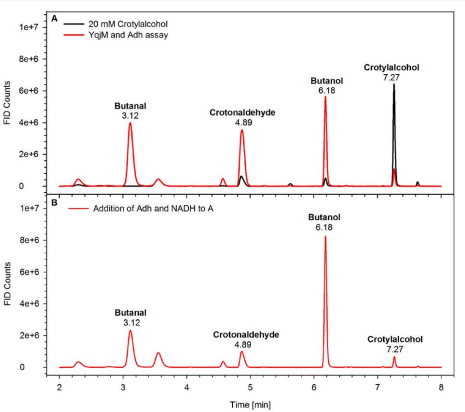  Chromatograms of GC measurements; (A) Result of YqjM and Adh assay with crotylalcohol as substrate (in red) and 20 mM crotylalcohol as control in  (black); (B) To assay (A) Adh and NADH were again added and incubated at 40 °C for another hour. Crotylalcohol has a retention time of 7.27 min, n-butanol of 6.18 min,  crotonylaldheyde of 4.89 min and butanal of 3.1 min. 
