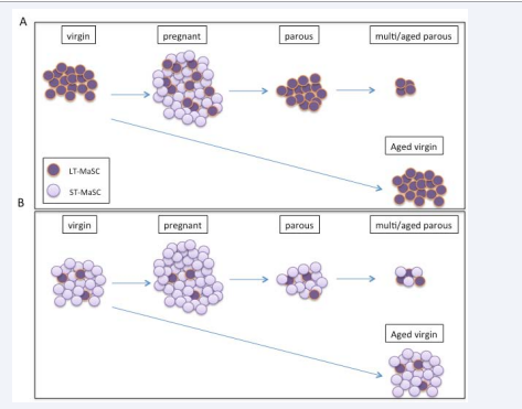 Two theories on the origins of long term (LT) and short term (ST) MaSC through out reproductive cycle. (A) Long-term MaSC differentiate into short-term stem cells which expand modestly at diestrus and rapidly with pregnancy, but these short-term MaSCs are exhausted and removed at involution. Over time or successive pregnancies, more long-term MaSCs are induced to differentiate into the short-term stem cells thus reducing the overall pool of long-term stem cells also. (B) Short-term MaSCs and long-term MaSCs co-exist, short-term MaSCs contributing to expansion at diestrus and pregnancy, long-term MaSCs required as an emergency back up only. Overtime, only the short-term MaSC reduce in numbers, and long-term MaSC numbers remain stable