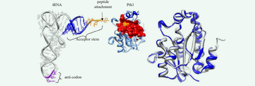  Bacterial Peptidyl-tRNA Hydrolases.  Left: tRNAPhe (1EHZ) is shown next to P. aeruginosa Pth1 (4FYJ). The substrate binding site of Pth1 is shown as a red surface with catalytically important His20 in yellow.  Helix-4 is in dark blue. The unpaired region of the tRNA acceptor stem is shown in orange. Right: Ribbon diagram of Pth1 from P. aeruginosa (blue, 4FYJ) aligned with E.  coli (white, 2PTH). Heavy backbone atom RMSD is 0.63 Å.