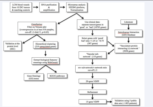 Flow chart outlining the principal steps in the generation, analysis, and validation of the gene expression data set from microvessels isolated by LCM from clinical IDC samples (see text for details).