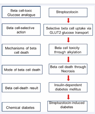  Figure 2 A schematic diagram showing the toxic effects of streptozotocin in  beta cells. Adapted from Lenzen, 2008(1).