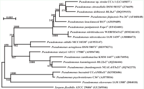 Phylogenetic tree of Pseudomonas sp. strain CCA1 and  related Pseudomonas type strains based on 16S rRNA gene sequence  comparisons. All sequences were obtained from GenBank/EMBL/ DDBJ databases using BLAST.
