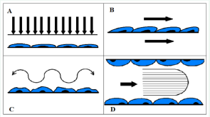 Diagram of various forms of mechanical stimulation:  Black arrows represent direction of applied forces. Compression  (A) can be applied directly to a cell-seeded construct or directly to  the surrounding fluid as hydrostatic compression. Tension (B) can  be applied biaxially or uniaxially, resulting in temporary structural  deformation of cells. Oscillatory or vibrational stimulation (C) can  be applied to a cell-seeded construct, or directly to the surrounding  medium. Laminar shear stress (D) is applied through fluid flow, often  to the interior of a cell-seeded lumen. The fluid velocity profile, shown  by the curve and lines in the middle, demonstrates the distribution of  fluid speed within a lumen experiencing pure laminar flow.