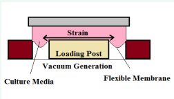 Diagram of the flexcell tensile strain mechanism: Generation  of vacuum results in stretching of a flexible membrane, resulting in  tension applied to cells cultured on a loading post.