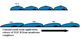  Illustration of the effects of applied tension on TGF-? release:  TGF-? is initially adhered to latent complexes in cell membrane  (top). Application of tensile strain results in physical deformation  of complexes, resulting in TGF-? release into the surrounding  environment, where it may act upon local cells (bottom).