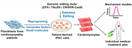 Genome editing in patient - derived iPSCs can provide a platform to investigate cardiomyopathy mechanisms and make individual medical  treatment plan