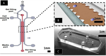 Schematic and photograph of a 3D co-culture microfluidic device. (A) Schematic diagram of device layout depicts the inlets for injecting  cells, filling collagen, and replenishing medium. (B) Enlarged view of gel region and the HUVEC-lined channel. Cytokines in conditioned medium  from the HUVEC monolayer diffuse into the gel region triggering spheroids to undergo EMT. (C) Photograph of the PDMS-molded device bonded  on a glass