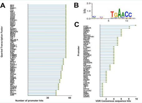 (A) Promoter sequences of the selected ROS genes were queried for the presence of transcription factor binding sites. The plot illustrated  represents the number of promoters that contain at least one transcription factor consensus sequence. (B) Consensus sequence logo of the VDR  transcription factor from the Motifmap database. (C) Number of times the VDR consensus sequence appears in the promoters of the selected genes. 