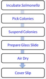 Flowchart for sample preparation to acquire hyperspectral images from HMI.