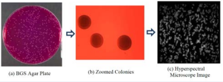 Sampling from Salmonella Typhimurium colony for HMI scan (a) BGS Agar Plate; b) Zoomed Colonies; c) Hyperspectral Microscope Image.