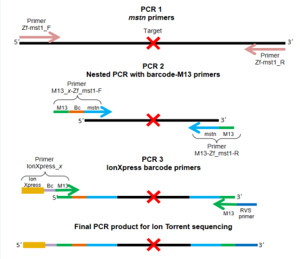 Rv Barcode Library Myostatin Modulates the Heart Rate in Zebrafish Embryos