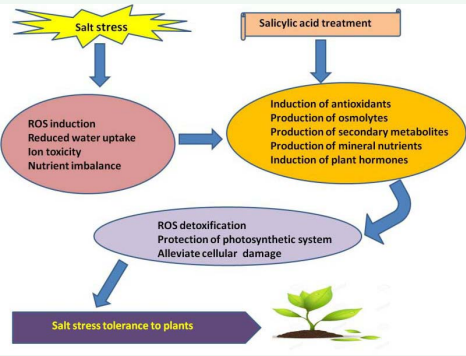 Figure 1 Mechanism of Salt stress tolerance induced by Salicylic acid in plants.